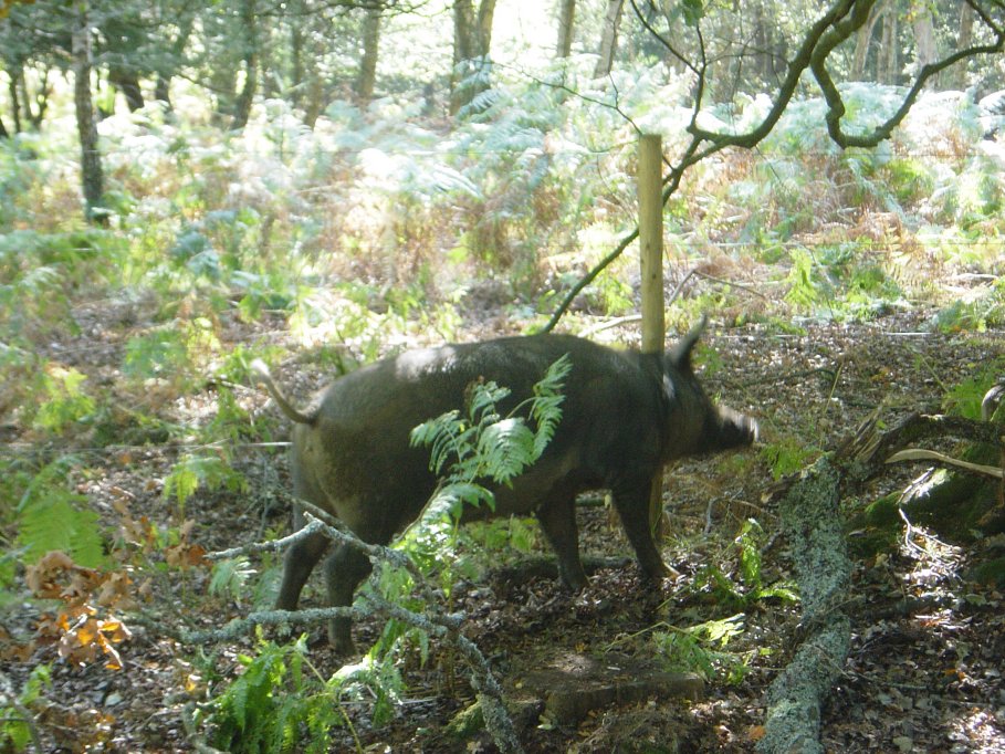 A wild pig (actually he was livid!)